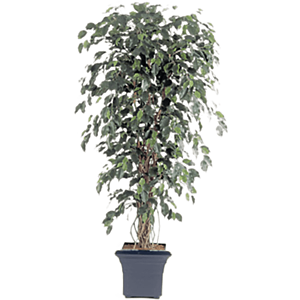 Ficus Liana Exotica