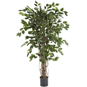 Ficus Liana Exotica