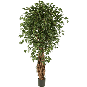 Ficus Liana Exotica