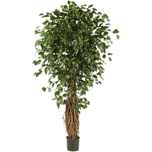 Ficus Liana Exotica