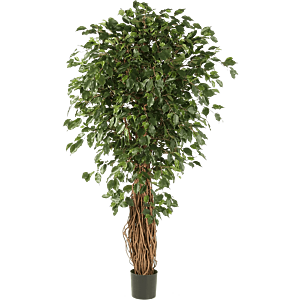 Ficus Liana Exotica
