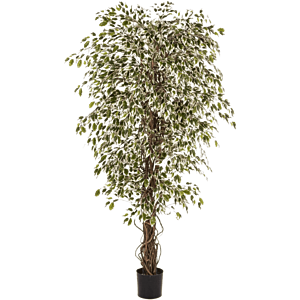 Ficus Hawaiiaanse Liana bont