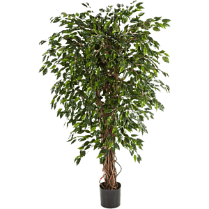 Ficus Hawaiiaanse Liana