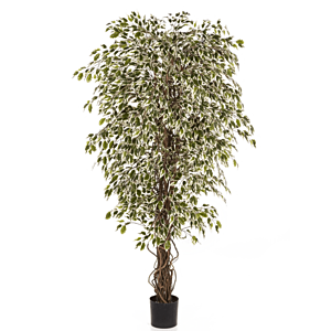 Ficus Hawaiiaanse Liana bont