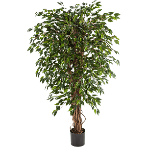 Ficus Hawaiiaanse Liana