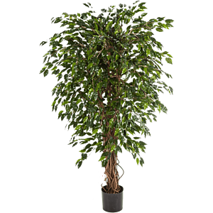 Ficus Hawaiiaanse Liana