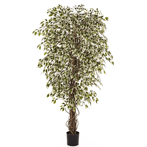 Ficus Hawaiiaanse Liana bont