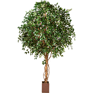 Ficus Exotica