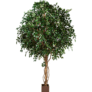 Ficus Exotica