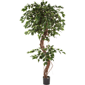 Ficus Exotica