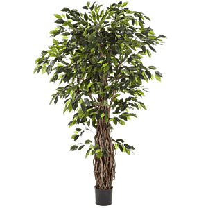 Ficus Liana