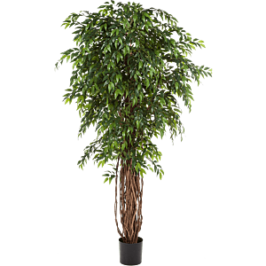 Ficus Liana