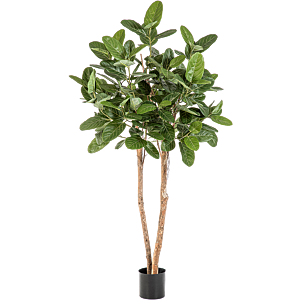 Ficus Audrey