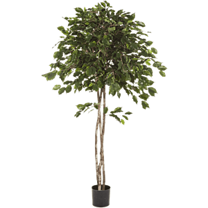 Ficus Exotica