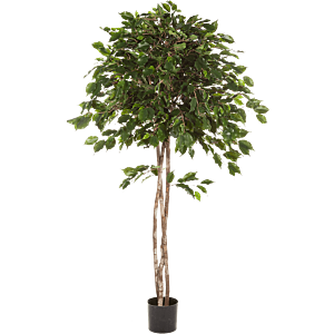 Ficus Exotica