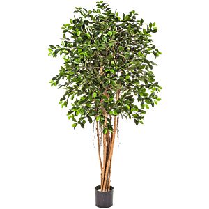 Ficus Retusa