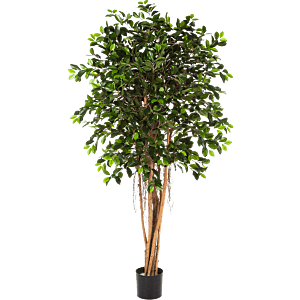 Ficus Retusa