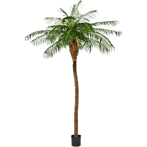 Phoenixpalm