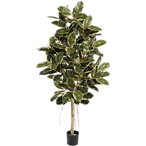 Rubberplant bont (Ficus Elastica bont)