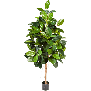 Rubberplant (Ficus Elastica)