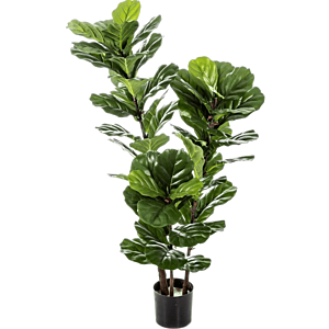 Ficus Lyrata