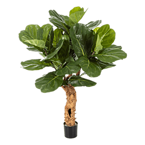 Vioolbladplant (Ficus Lyrata)