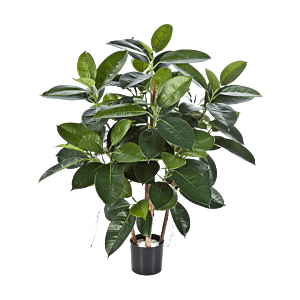 Rubberplant (Ficus Elastica)