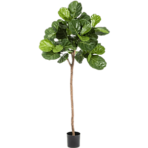 Ficus Lyrata