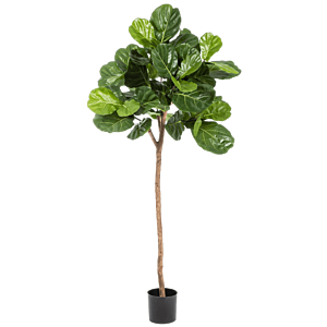 Vioolbladplant (Ficus Lyrata)