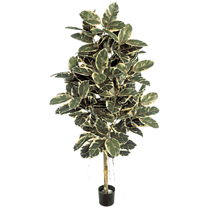 Ficus Elastica