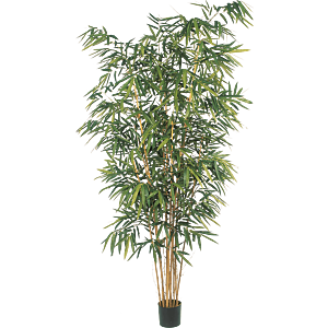 Bamboe met Grote Bladeren