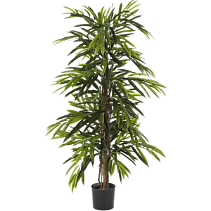 Ficus Alii