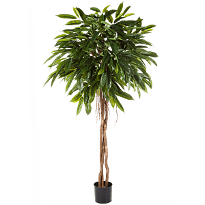 Ficus Alii