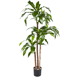 Dracaena Fragrans