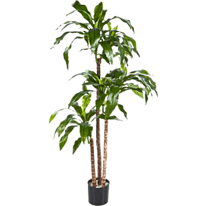 Dracaena Fragrans