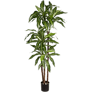 Dracaena Fragrans bont