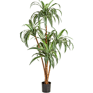 Dracaena