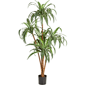 Dracaena