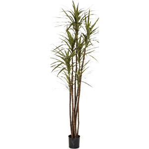 Dracaena Magenta
