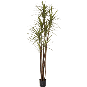 Dracaena Magenta