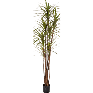 Dracaena Magenta