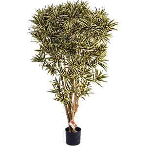 Dracaena Reflexa India