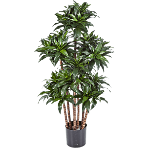 Dracaena Fragrans Compacta