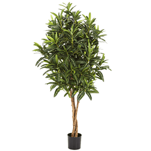Croton Goldfinger