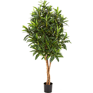 Croton Goldfinger