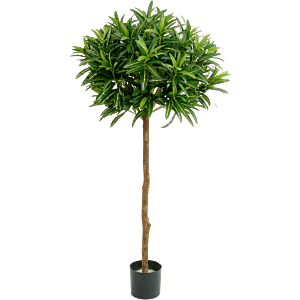 Croton Goldfinger