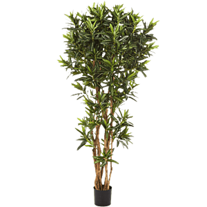 Croton Goldfinger Reflexa