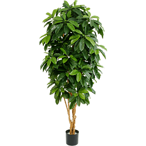 Schefflera