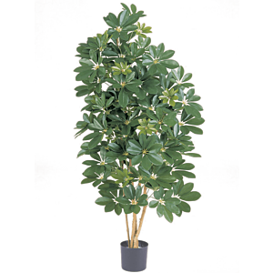 Schefflera