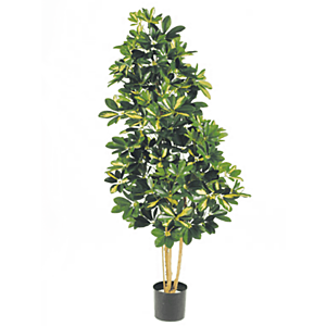 Bonte Schefflera
